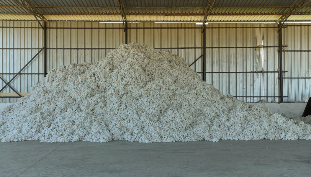 Organic Cotton fresh after harvest in Turkey.